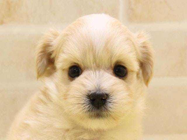 東京都のハーフ犬 (ペッツワン昭島店/2024年2月18日生まれ/男の子/クリーム)の子犬